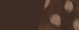 chocotonalfawn.jpg