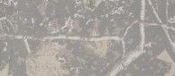 indydeadwoodtree.jpg